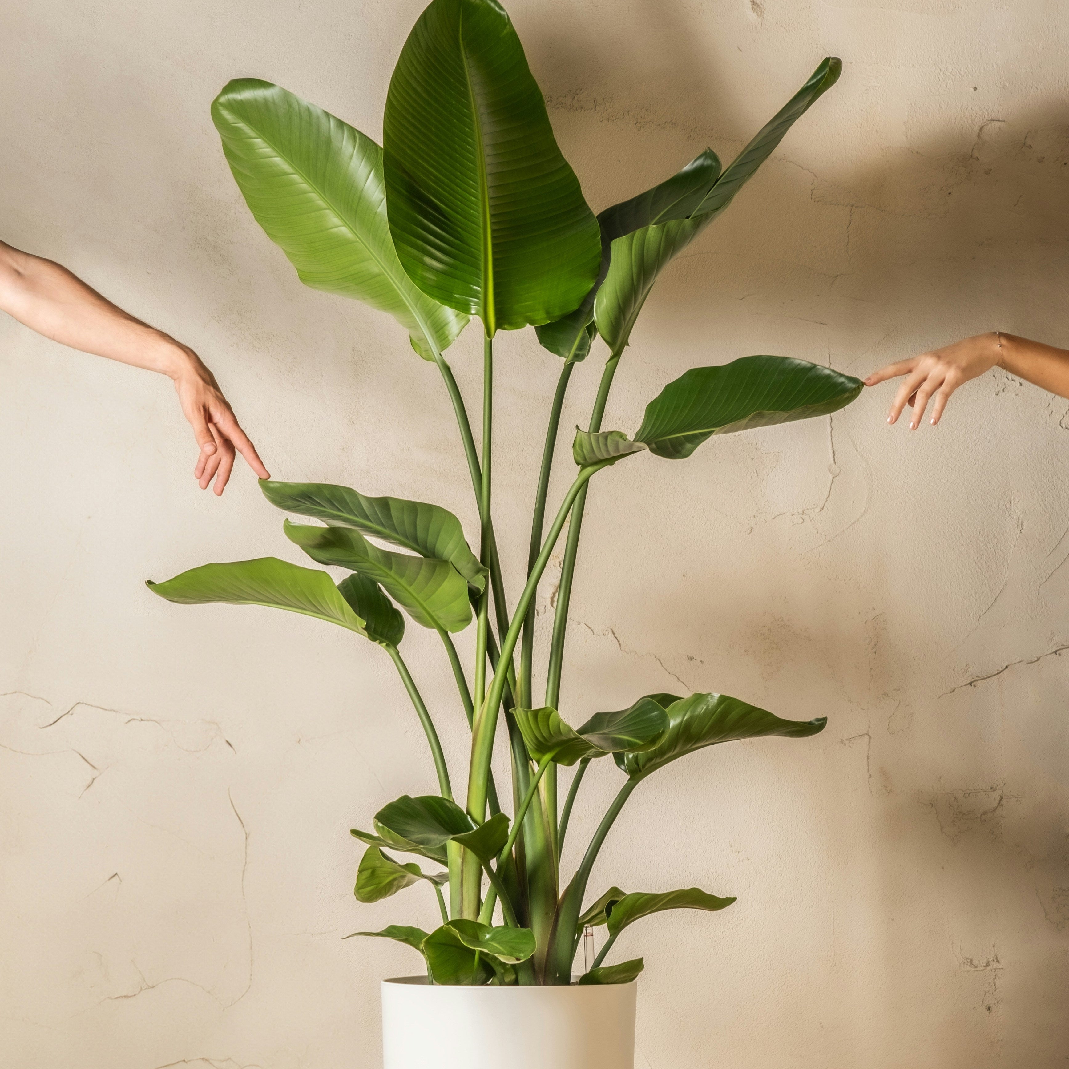 Potted plant with outstretched arms against a plain wall